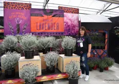 Jen Miner of Pacific Plug & Liner presenting the lavendula Ghostly Princess. This silver foliaged plant was introduced last year and currently, they have enough plants available.