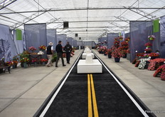 At the CAST location, they showed the history of Benary in a form of a highway. The meaning is two folded as not only symbolizes their journey, but also gives a sneak peek to what the employees will start doing in the coming weeks, giving back the seeds (on a bike) that the founder once borrowed to start up his business. Every milestone in history is linked to a plant variety at Benary.