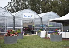 In this greenhouse the varieties of Volmary that are, togehter with Benary, supplied to the US growers directly.