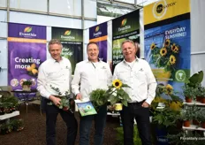 Leo Lievaart, Nico Grootendorst and Luit Mazereeuw of Evanthia presenting the Eucalyptus pulverulenta, Cyperus Zumula and Helianthus Sunsation. There are several eucalyptus pulverulenta on the market, but the procedure from seed to plant is different with Evanthias variety. There is also a lot of interest for the Cyperus Zumula, which is already a well known product in Europe. It is a green indoor plant that is healthy for pets. And of course sunsation. This variety, which is already on the US market is known for its fast cultivation (around 10 weeks).