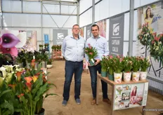 Wim Kleine and Lennaert Kapiteijn of Kapiteyn Flower Bulbs presenting Captain Cheerio, a new pink variety that has a cultivation time of 8-10 weeks. Just like all other Captain Calla's, this variety is available yearround, colors fast, has a long shelf life and has a lot of flower.