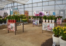 At the booth of Kapiteyn, they were showing the calla's in different themes. This also underlines the fact that they are available yearround.