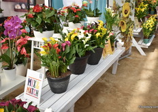 Also combination pots are doing very well in the US.