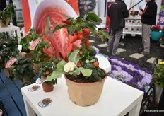 At Prudac they tap into the mix trend and made a combination of their cauliflower, pepper and tomato plant. And it caught they eye of many visitors.