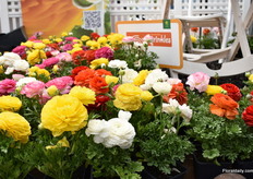 Sprinkles of Schoneveld Breeding.