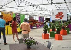 The colorful varieties of Floranova displayed on colorful displays. In front, their new ornamental vegetable line.