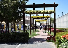 Ball Horticultural Company was presenting the varieties of their breeders at their location in Santa Paula. The varieties from the following breeders were on display: Ball FloraPlant, Ball Ingenuity, Burpee Home Gardens, Darwin Perennials, Kieft Seed, PanAmerican Seed, Morel Diffusion, Selecta, Star Roses & Plants, and Wave.