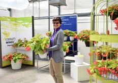 Joan Mazat of Ball holding the Canary wings Begonia. The closest thing in the industry would be the Dragon Wing, but the Canary Wings prefers at least 65 percent shade.