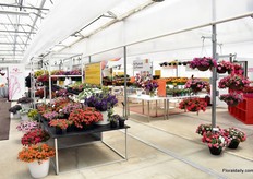 At Ball Horticultural