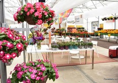 At Ball Horticultural