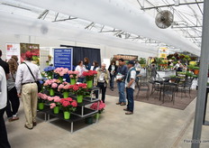 Visitors enjoying the varieties of Ball Ingenuity.