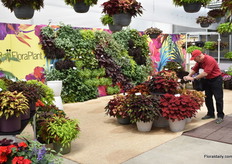 The coleus of BallFloraPlant attracted the attention of many. Here, they showed the suitability of the product in mixes, as well as in a living wall. New in the coleus is the Pinkplosion.