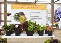 The Coleus combo. As combinations are trendy in the US, Kientzler taps into this trend with their coleus combo, these plants can grow well together in one container.