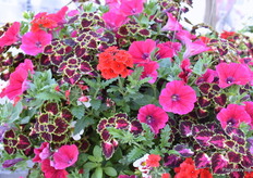 In the Garden Party, they now introduced four fixed combinations of four varieties. “We know that these varieties grow well together.”In the Garden Party, they offers suggestions only. So, when ordering this combination, the grower will receive a box with four trays with the varieties. They only have to put them together in a container.