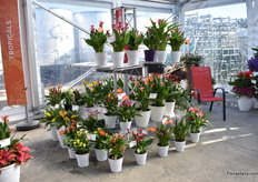 Also the new Callas ramge are on display at Dümmen Orange.