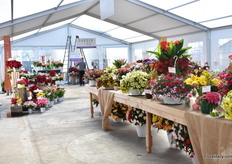 An overview of the Dümmen Orange location (part of the location)