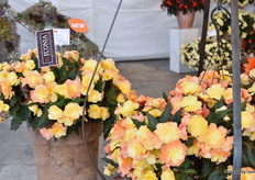 The I'Conia Portofino Sunrise, together with the orange and yellow, one of the colors that caught the most attention.