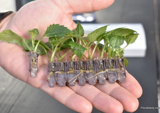 The bare-rooted cuttings of Basewell.