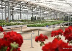 The Westhoff, Elsner-PAC, Beekenkamp and Plug connection are presenting their varieties in the orchid greenhouse of Floricultura.