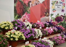 Beekenkamp is going into petunias and introduced this series for the first time at CAST. The varieties in the series have a mounded habit and many flowers. Currently, the series consists of 10 varieties, but more will follow.