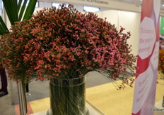 - the new limonium Diamond Series (a series developed by Dutch breeder Hilverda Kooij).