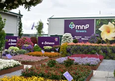 MNP Flowers Location in Aalsmeer region. At this location 6 companies were showcasing their varieties; MNP Flowers, Roses Forever, Hishtil, Cohen, Jaldety and Hassinger Orchideen