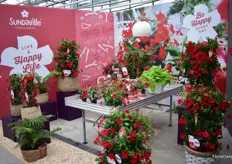 Sundaville Mimi Red if MNP flowers was introduced at the IPM 2018. It is a compact, early flowering variety that is very suitable for smaller pot sizes. “It’s ideal for both, the grower and retailer. The grower can put more plants on a m2 and the retailer can start selling the plants earlier in the season”, says Erwin Giezen.