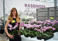 Iris Hassinger of Hassingen Orchideen presenting the new Azur Orchid on the left and a traditional pink variety on the right. Special about the Azur Orchids is the bit of blue inside the flower. “Some growers spray their orchids blue, but this is the first line in multiflora with a sense of blue.” It is suitable 9cm and 12cm pot production.