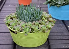 Jaldety is moving more into succulents and Aeonium Haworthii Bicolor is a new bicolored succulent that is drought tolerant, and fits well in combinations, but also on its own.