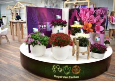 The novelties of Royal Van Zanten; Mulan, Amadore Red, Merida Purple 18,m Showmakers Magenta and Fireworks yellow and cream. It is a rotating display and each of the four companies that were at the Royal Van Zanten location had a part on which they promoted their novelties.