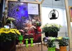 The Fireworks pot chrysanthemum disbud of Royal Van Zanten have been given a Make Up. Originally, they are available in yellow and crean but in the Make Upz series, more colors are available.