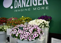 Another series of Danziger is Capella. This petunia series was introduced last year and is, according to Shafransky a beneficial crop for all along the chain. It is a compact upright variety and at the end consumer, it will grow round and will be full of flower, without a hole in the middle.