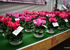 Three new varieties in the Succes line of the Latina series of Morel Diffusion. From left to right: Success Deep salmon, Success Candy pink and Success Neon rose.