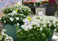 TwoinOne White (on the right) and Impacio White (on the left). The Impacio White is an improved color, earlier and better foliage.