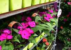 Sunstanding Impatiens of Dümmen Orange are supplied with branding and labelling material.