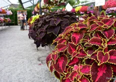 The coleus varieties of Dümmen Orange. According to Sonja Dümmen, the end consumer is fond of these varieties, but the retail still needs to start realizing it.