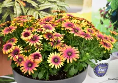 This yeawr, the Osteospermum Purple Sun was nominated for the FleuroStar Award and on the third day of the event, it was awarded with the FleuroSelect Award 19/20