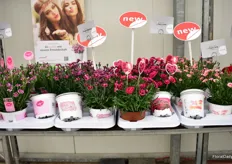 New dianthus varieties of Selecta One. Next to Pink Kisses, Purple Wedding, Early Love and Peach Party has been added.