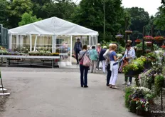 For many years, Kientzler Jungpflanzen presents its varieties at Schloss Walbeck in Germany. In this tent, outside the castle, more varieties were on display.