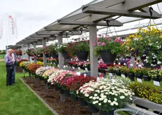 Also Selecta One was presenting its varieties on two locations; in the Netherlands and Germany. In Germany, they have a trial garden.