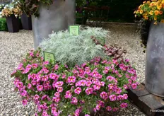 The varieties of Kientzler were mainly presented in combinations. On top of this mix; Artemisia mauiensis Makana Silver, on the bottom Calibrachoa Superbells Pink Starburst and on the right Hypoestes phyllostachya Hippo Pink.