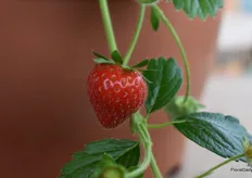 A lovely strawberry from the Delizz from ABZ Seeds.