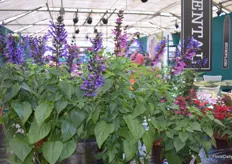 Last but not least was de Salvia. This one is so new that is hasn't got a name yet.