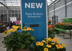 And ofcourse there Patio Gerbera, Really new and really nice aswell.