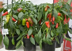 Here we got the Pillar Peppers from Prudac These sweet little guys are called the Mimi Red