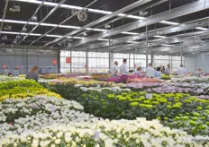 And by a click we are in the Chrysanthemum Greenhouse of Deliflor.