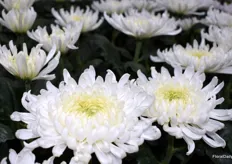 The Falcon from Deliflor has a beautiful bright white colour as you can see.