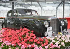 Another oldtimer with some beautiful flowers.