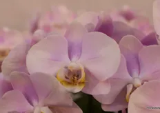 Ofcourse there where al lot of goodlooking orchids aswell.