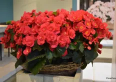 The Beloved Serie from Koppe Begonia is a real beauty.